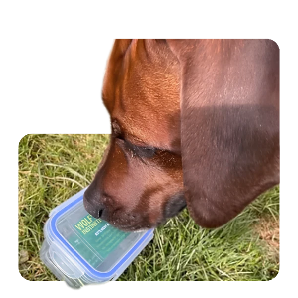 Hund beschnuppert einen Sniffari-Container bei Wolf’s Instinkte