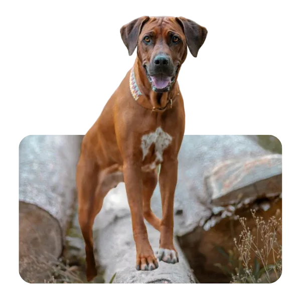 Rhodesian Ridgeback Holly