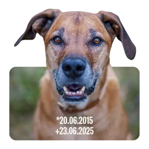 Rhodesian Ridgeback Sam