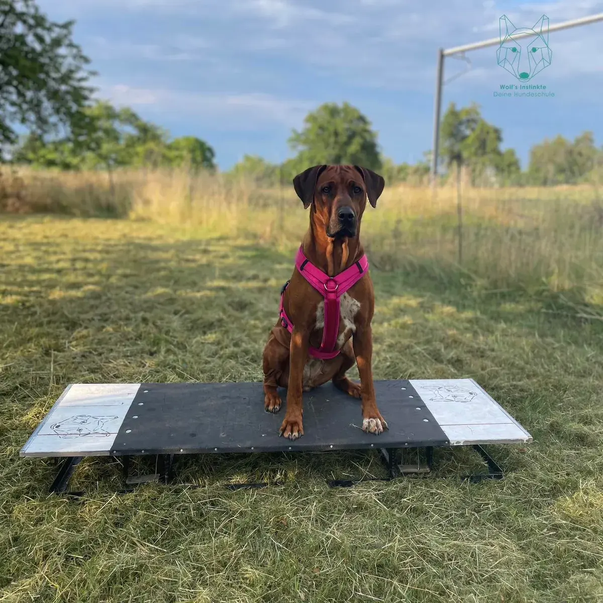 Rhodesian Ridgeback sitzt auf einem Balancebrett auf dem Hundeplatz