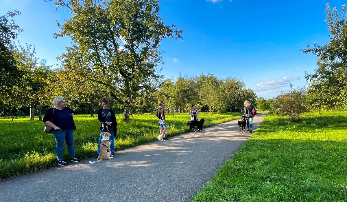 Hundetraining in der Gruppe an einem Alltagsort