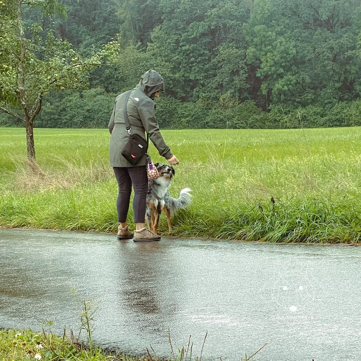 Mensch und Hund üben am Rand eines Weges neben einer Wiese