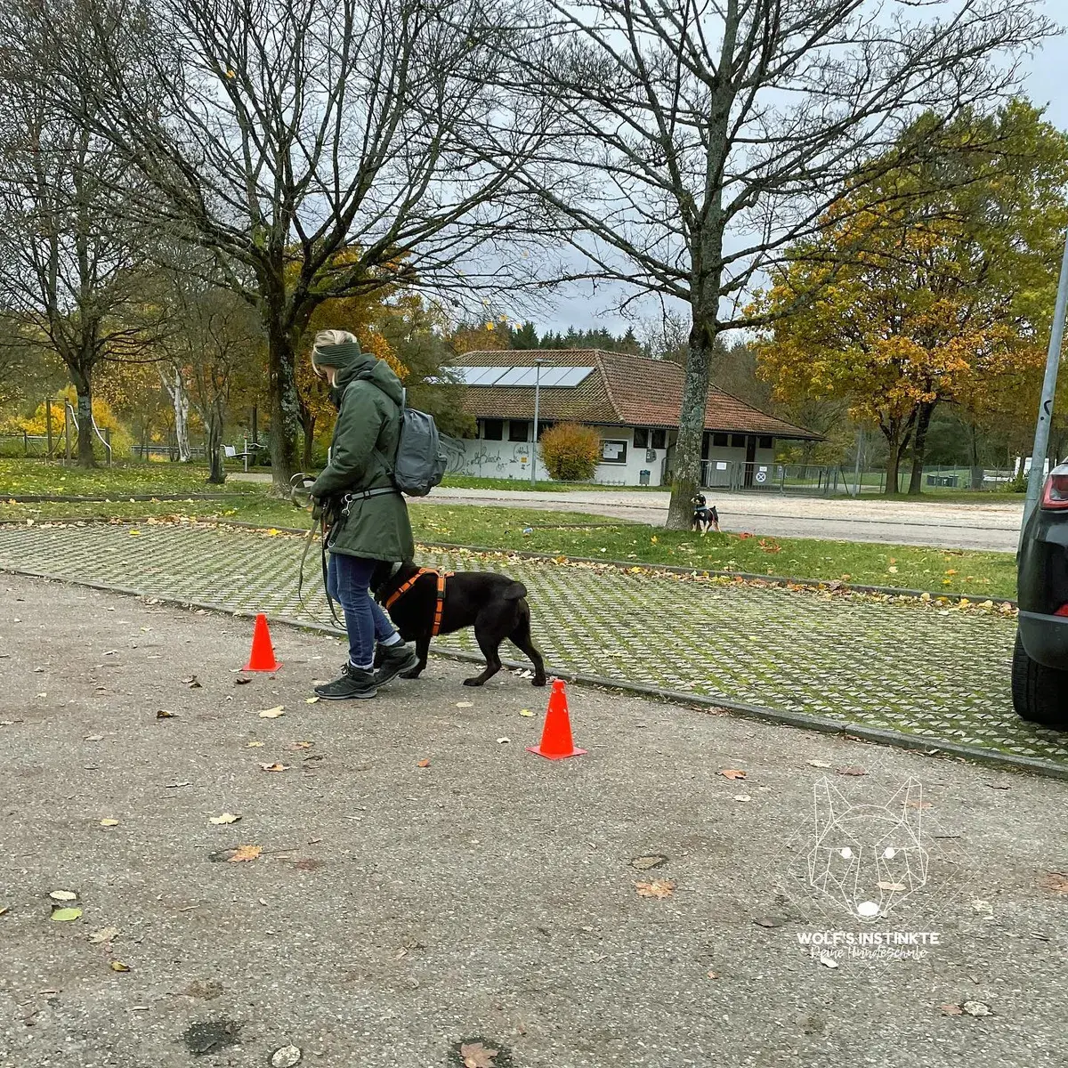 Hund orientiert sich an seinem Menschen auf einem Platz mit Markierungskegeln