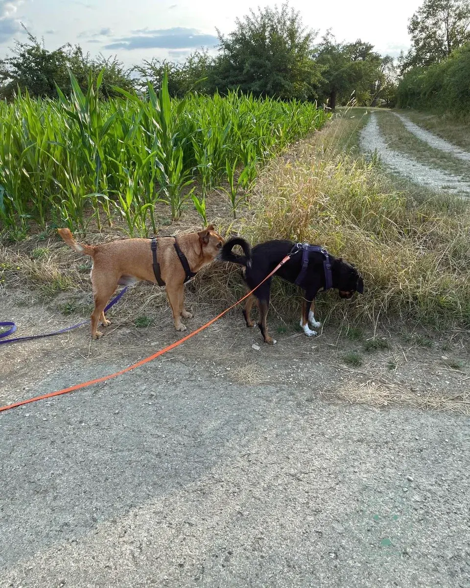 Mensch-Hund-Teams üben eine Begegnung mit bewusst gewähltem Abstand