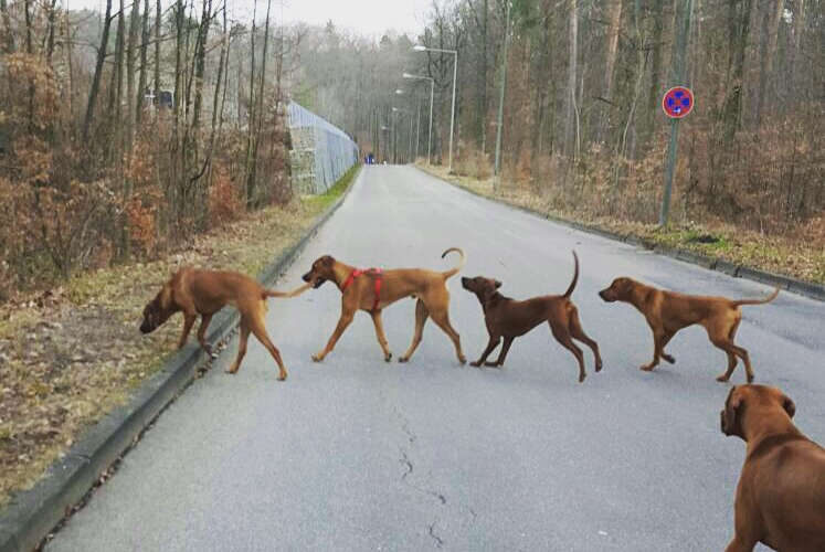 Vier Hunde gehen hintereinander und zeigen unterschiedliche Rutenbewegung.