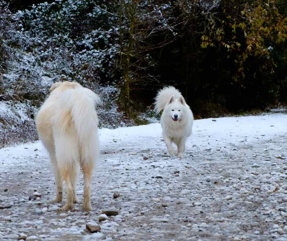 Zwei Hunde nähern sich einander an.