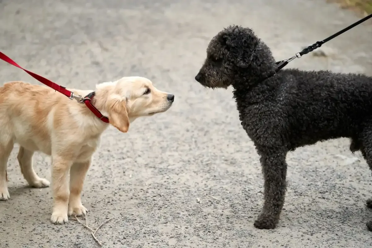 Leinenpflicht für Hunde in Baden-Württemberg: Eine Einschätzung über landesweite und kommunale Regelungen