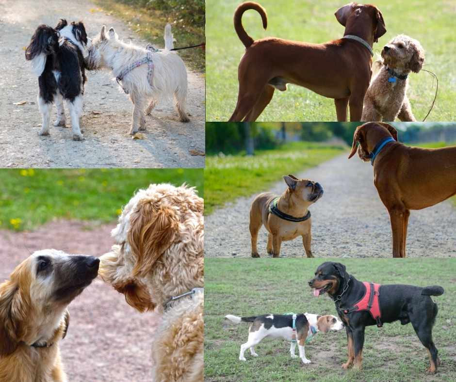 Hundebegegnungen besser lesen – Teil 4