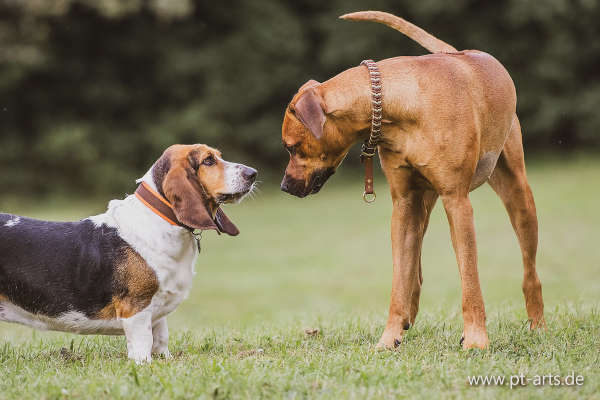 Schlappohren Basset
