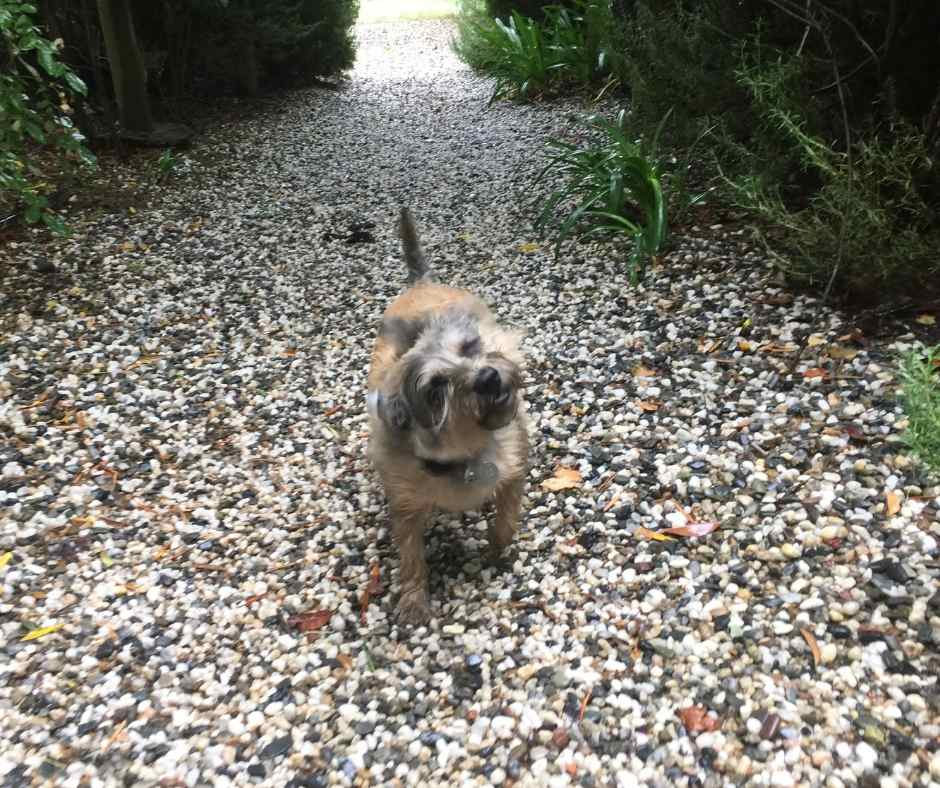 Hund schüttelt sich.