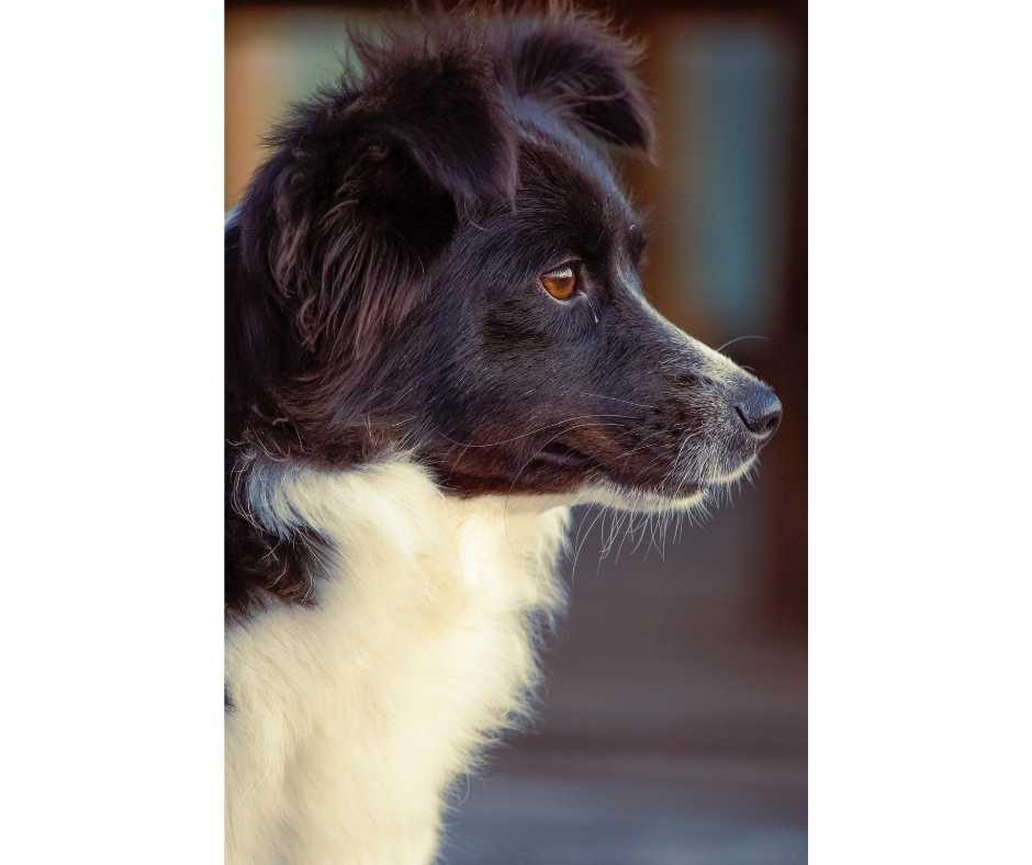 Hund mit angehobenem Kopf, Ohren nach vorn gerichtet, Augen fokusieren