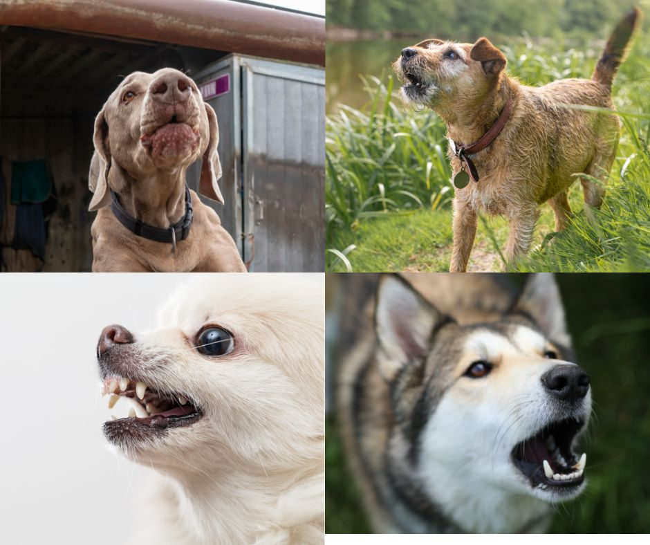 Was Dein Hund Dir mit Bellen, Knurren und Winseln wirklich sagen will
