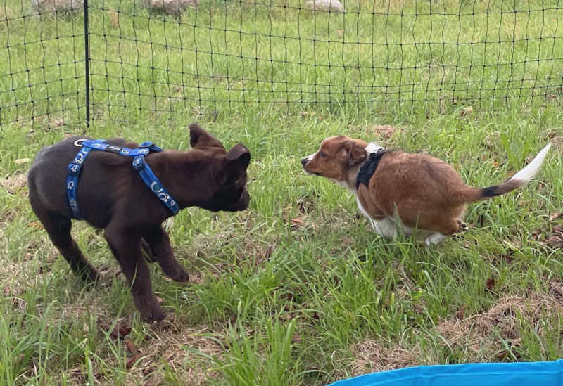 Körpersprache Hund: Was verrät die Körperhaltung?