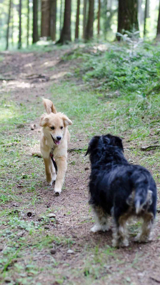 Heller Hund nähert sich zielstrHeller Hund nähert sich zielstrebig dem dunklen, stehenden Hund.