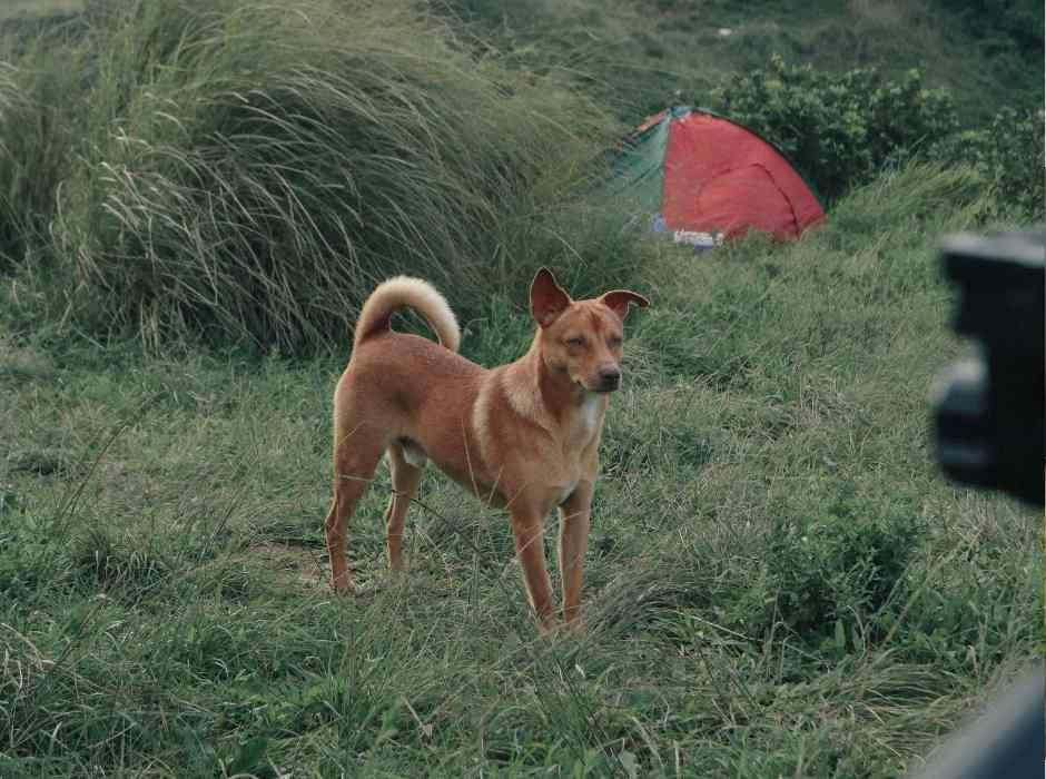 Hund mit Blick deutlich auf einen Punkt gerichtet.