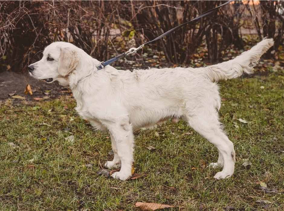 Hundebegegnungen besser lesen – Teil 2
