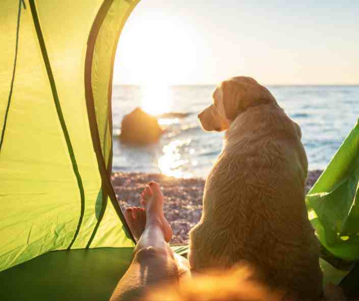 Urlaub mit Hund: Tipps für einen stressfreien Start in die Ferien