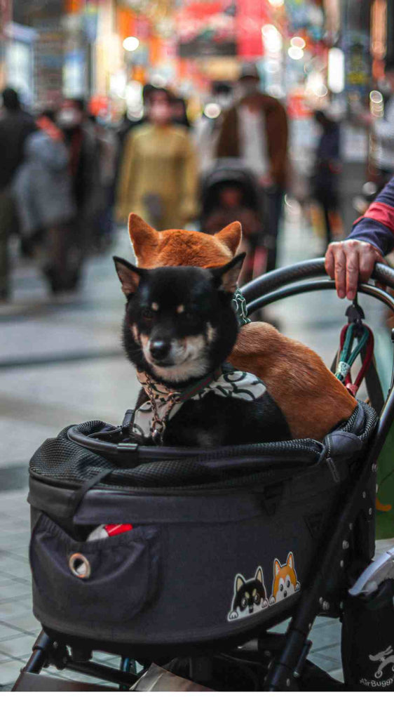 Zwei Hunde beobachten Menschenmenge.