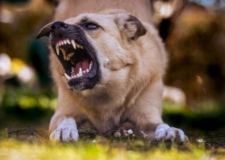 Ein brauner Hund zeigt seine Zähne mit Vorderkörpertiefstellung.