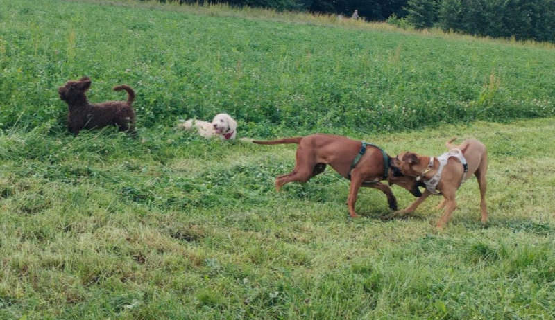 Zwei Rhodesian Ridgebacks spielen miteinander, einer davon zeigt eine Vorderkörpertiefstellung.