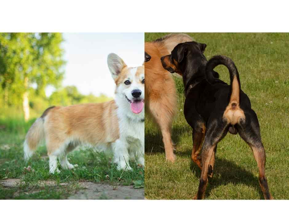 Zwei Hunde im Vergleich: angespannte und entspannte Rutenhaltung