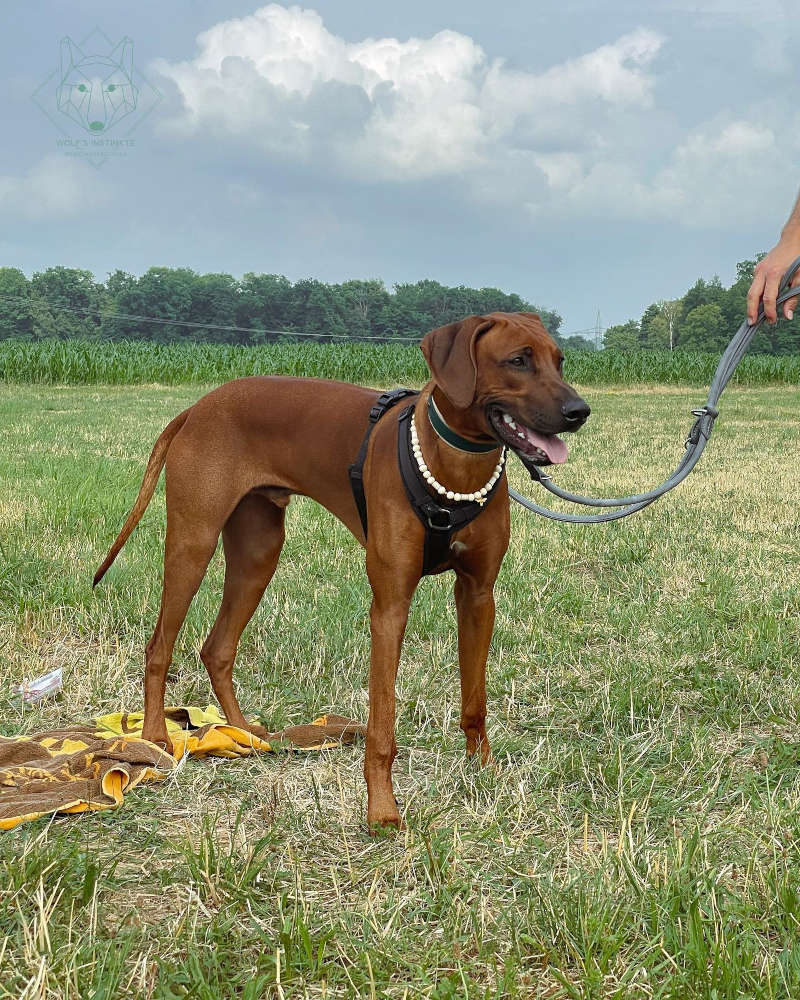 Rhodesian Ridgeback ist langsam stehengeblieben.