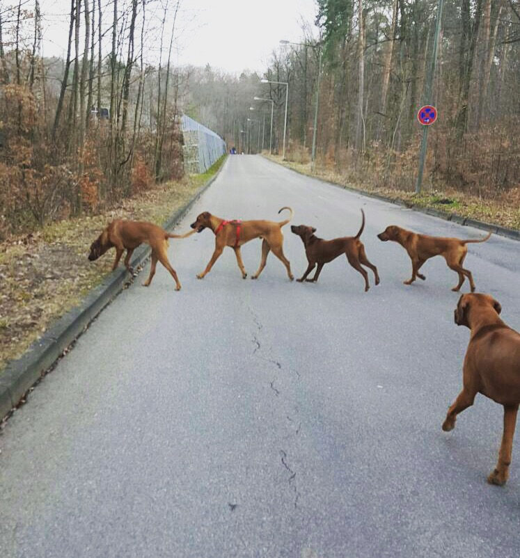 Hundebegegnungen besser verstehen – Teil 1