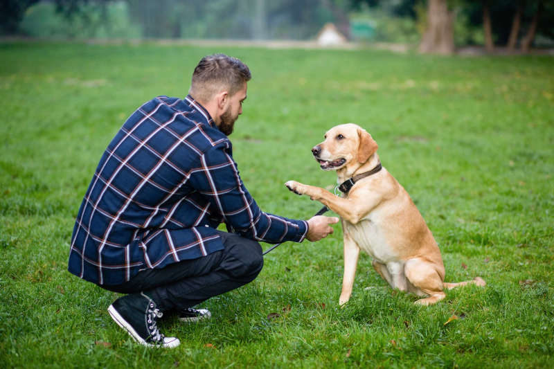 Augenkontakt, Mimik und Zähnezeigen bei Hunden