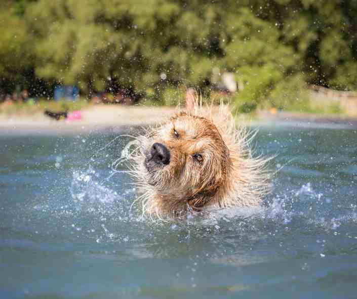 Hund schüttelt sich beim Baden im Wasser