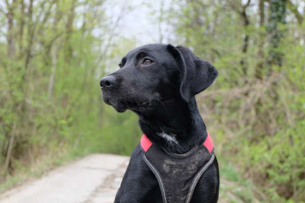 Wuff & Wissen: Kopf- und Ohrstellung beim Hund