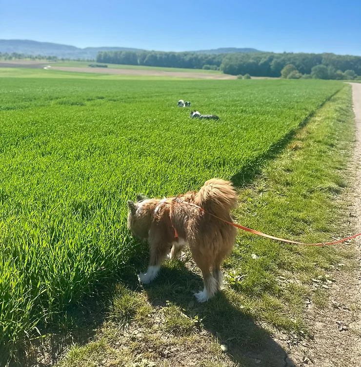 Ein junger Elo-Rüde, der am Wegrand schnüffelt.