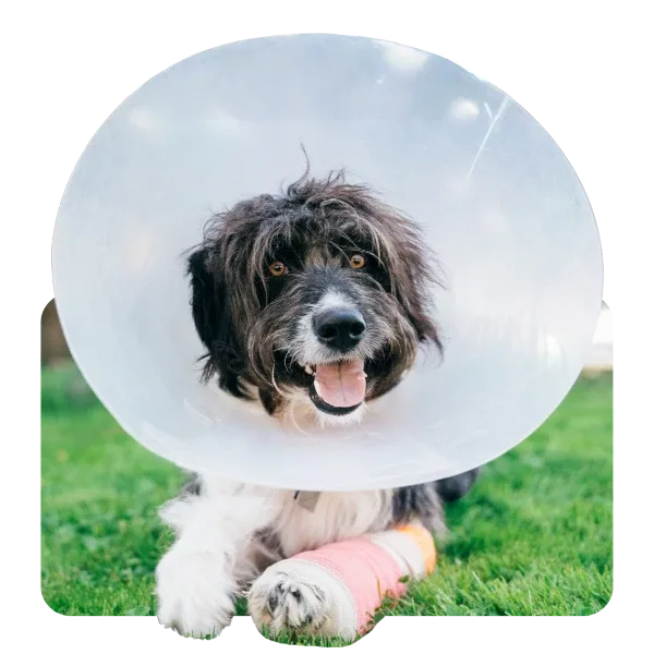 Hund mit Halskragen und verbundenem Bein