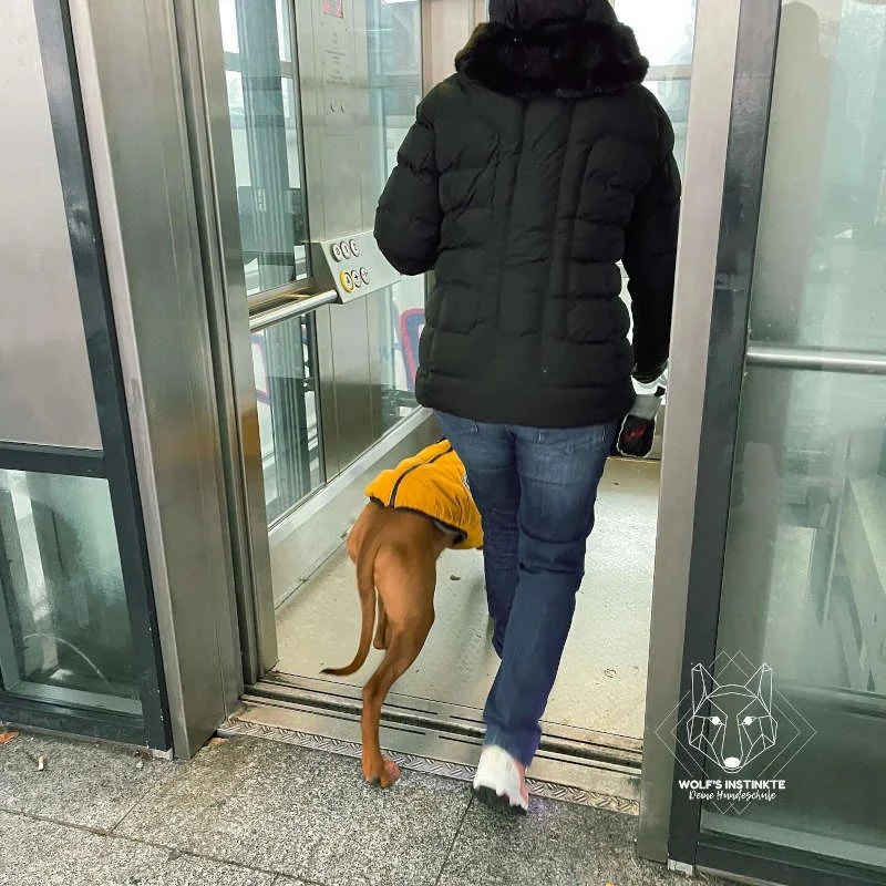 Hund und Mensch üben gemeinsam das Einsteigen in einen Aufzug