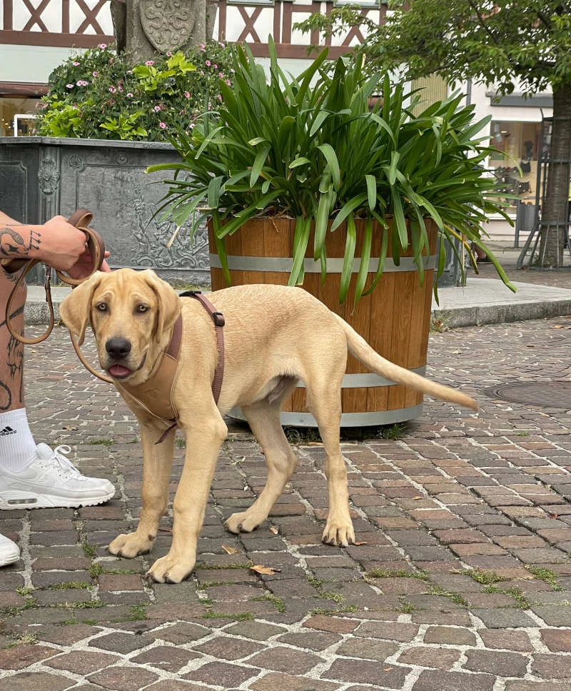 Junger Hund an der Leine beim Alltagstraining in der Stadt