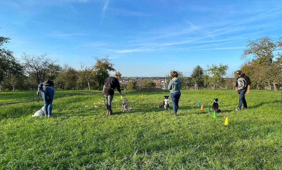 Mensch-Hund-Teams üben Orientierung im Junghundekurs auf einer Wiese