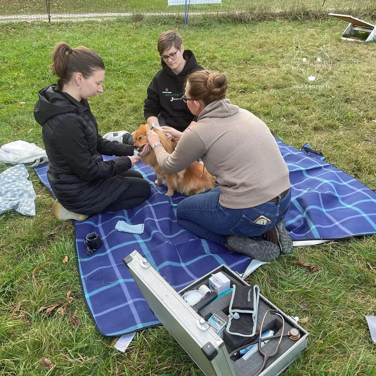 Menschen üben mit einem Hund neben Pflege- und Untersuchungsmaterial