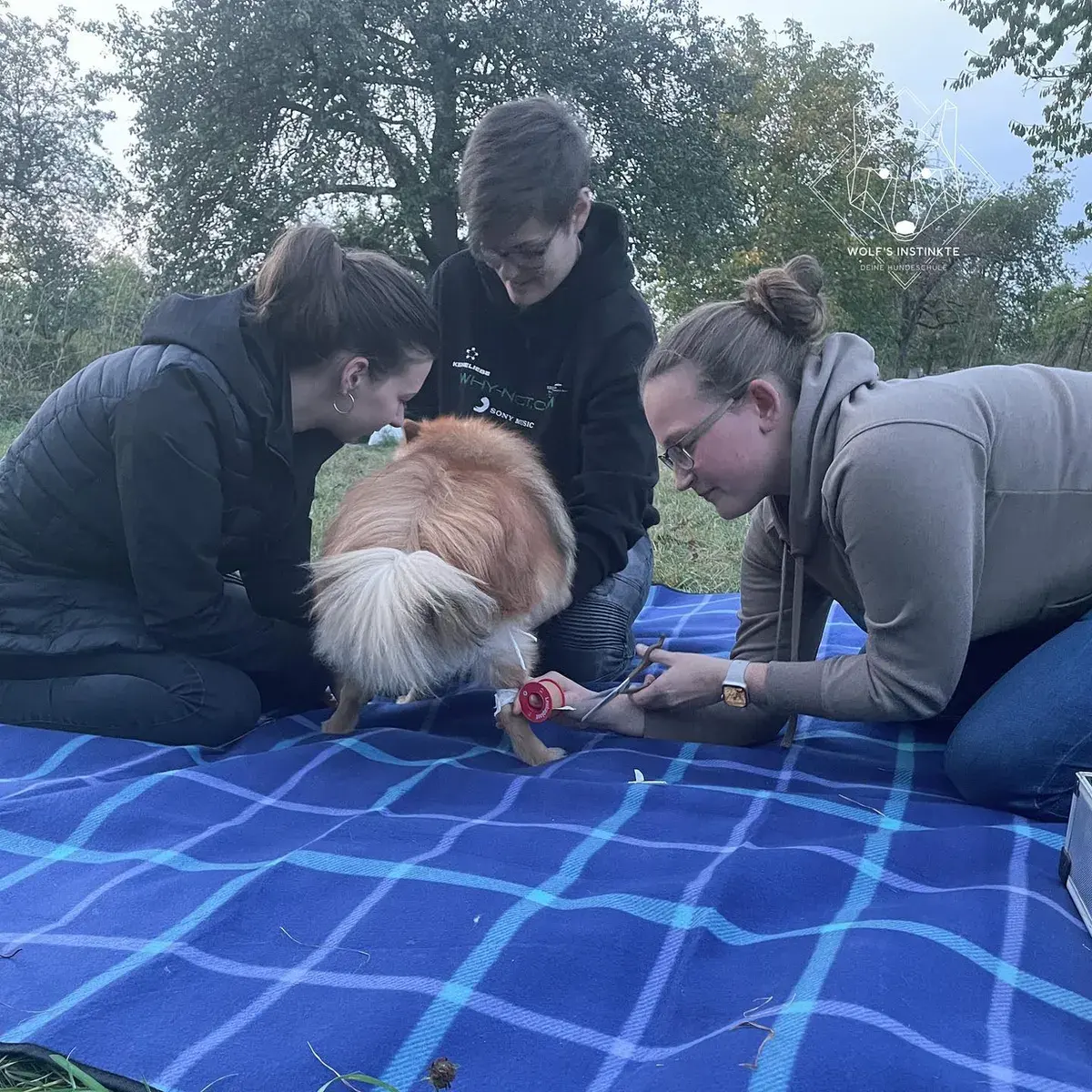 Hund auf einer Decke wird bei einer Pflegeübung von Menschen begleitet
