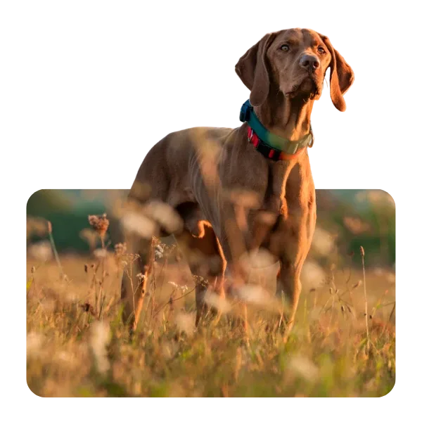Hund im Grünen beim Anti-Jagd-Training