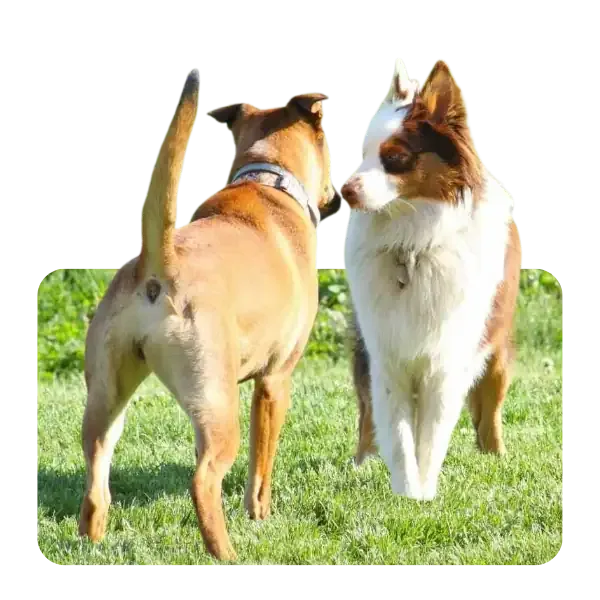 Zwei Hunde begegnen sich im begleiteten Begegnungstraining