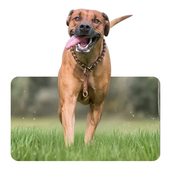 Rhodesian Ridgeback im Grünen beim Freilauftraining
