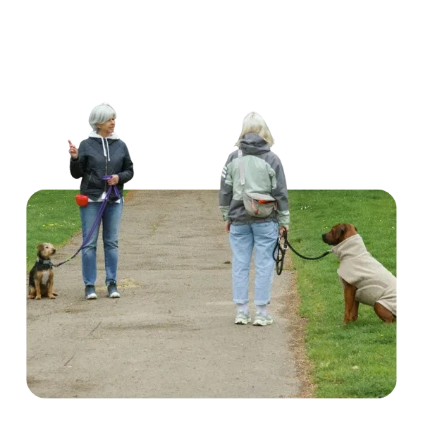 Zwei Mensch-Hund-Teams üben eine Begegnung an der Leine