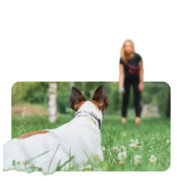 Hund liegt auf einer Wiese und blickt zu einem Kind