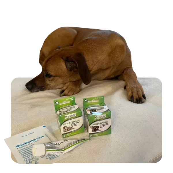 Hund auf einer Trainingsdecke neben Verbandsmaterial