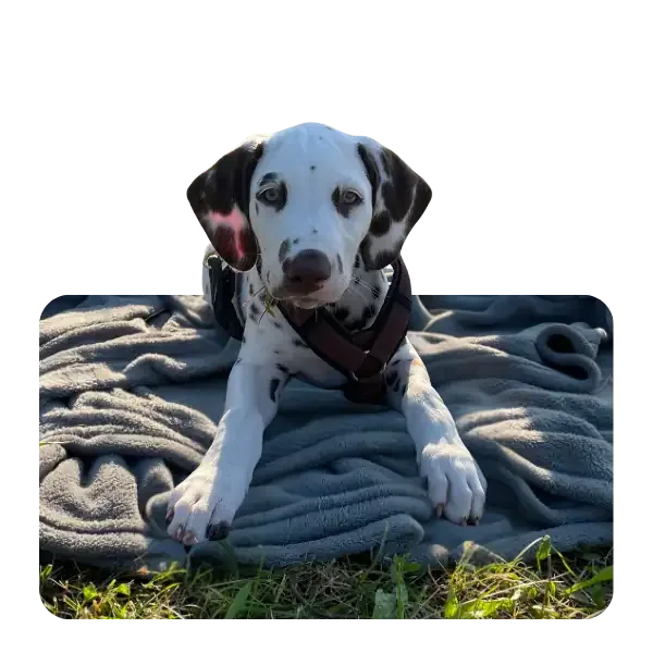 Welpe auf einer Decke im Gras