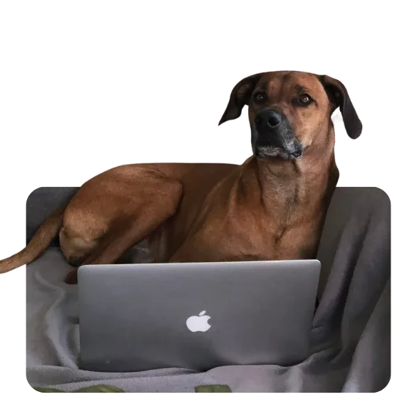 Hund liegt vor einem Laptop für die Online-Hundeverhaltensberatung