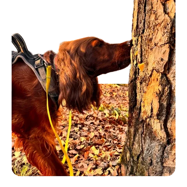 Hund mit Geschirr bei der Geruchssuche an einem Baum