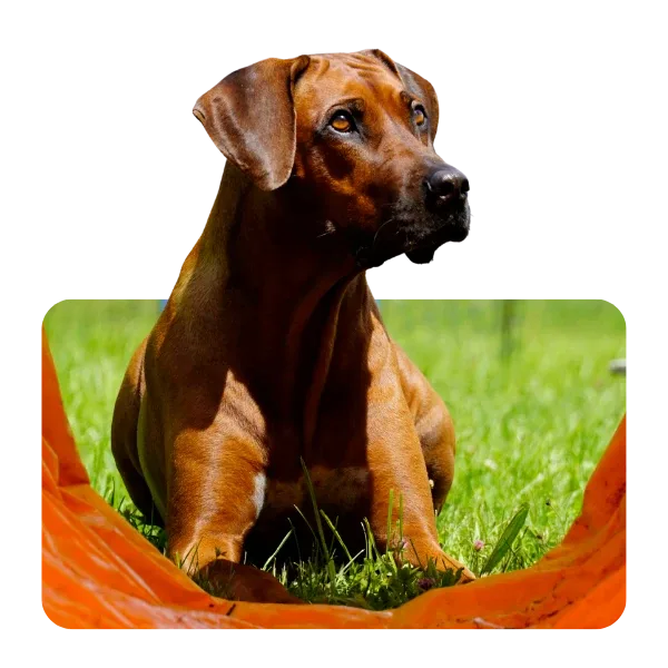 Rhodesian Ridgeback Holly beim Fotoshooting