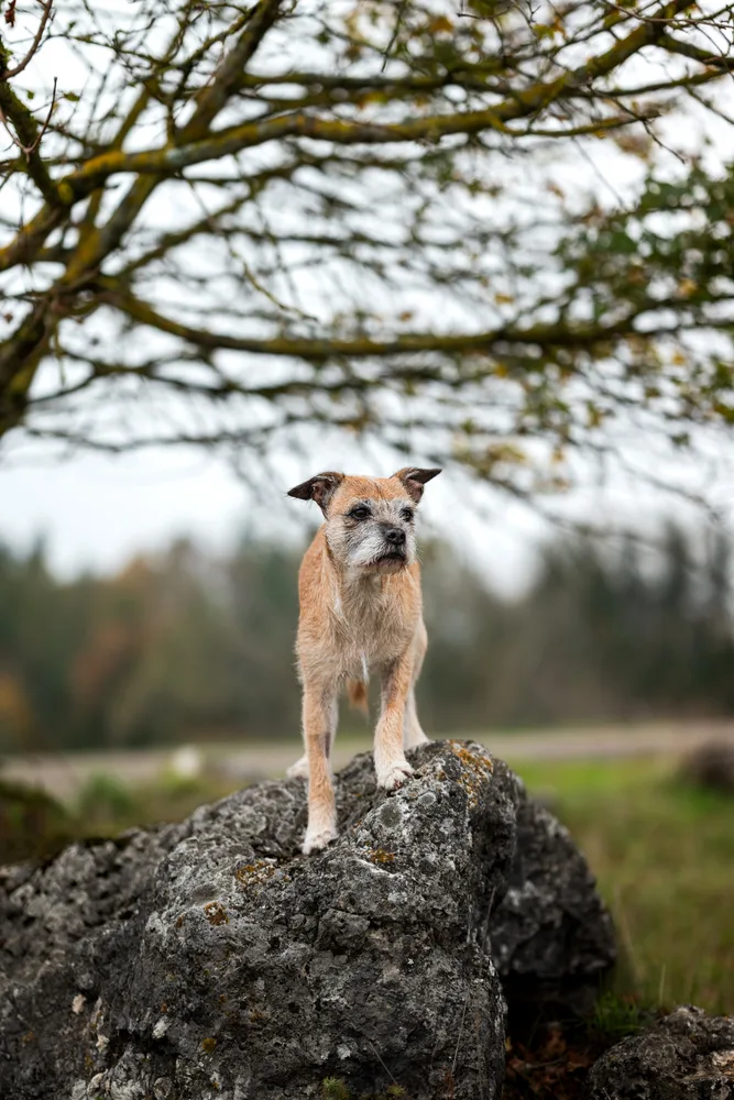 Chihuahua auf einem Felsen im stimmungsvollen Licht