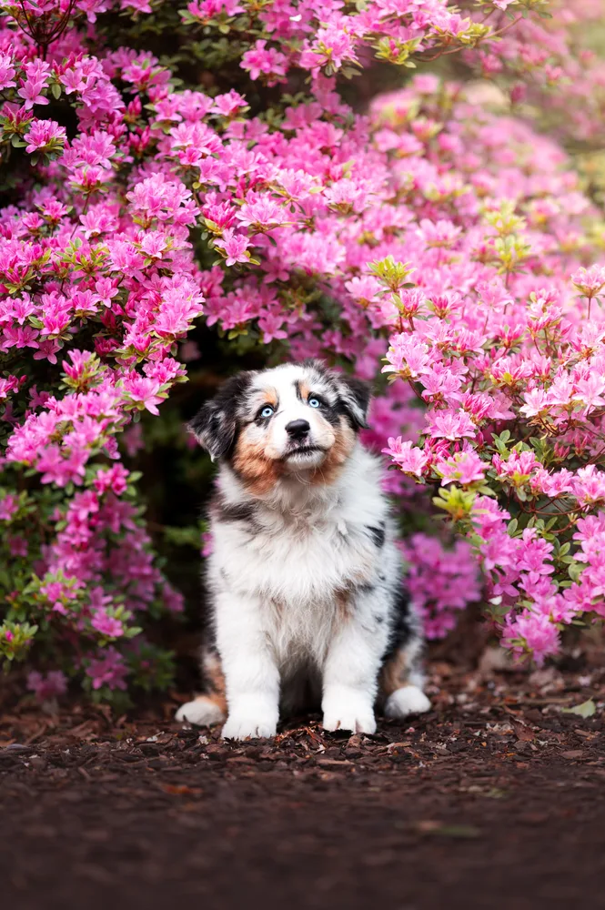 Australian-Shepherd-Welpe vor pinken Blüten