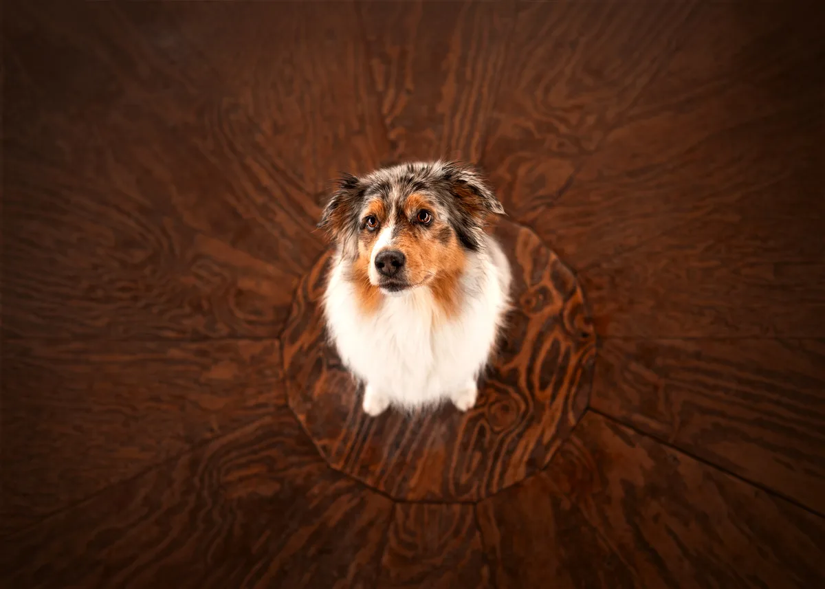 Sheltieporträt mit künstlerischem Hintergrund